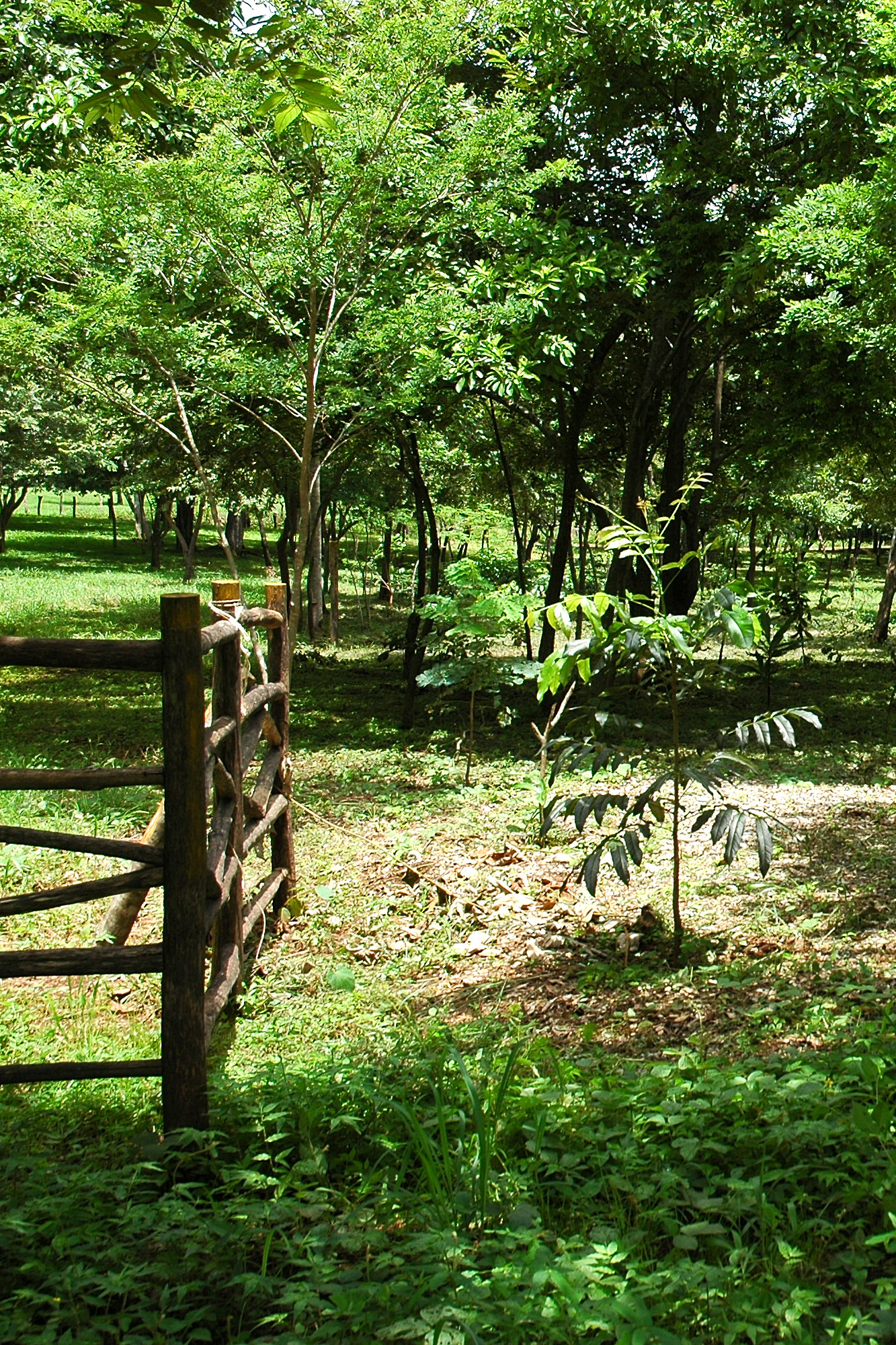 Horse Property For Sale in Costa Rica