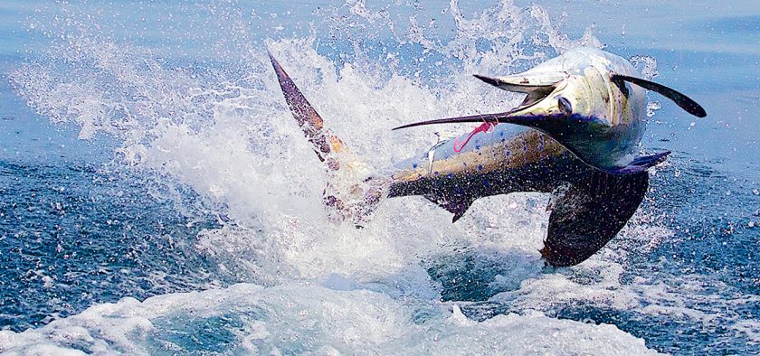 Sport fishing in Costa Rica: where to go, what you’ll find